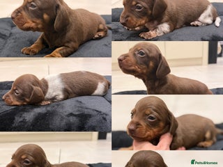 Miniature Dachshund dogs Beautiful miniature Dachshund puppies ❤️ - Advert 14