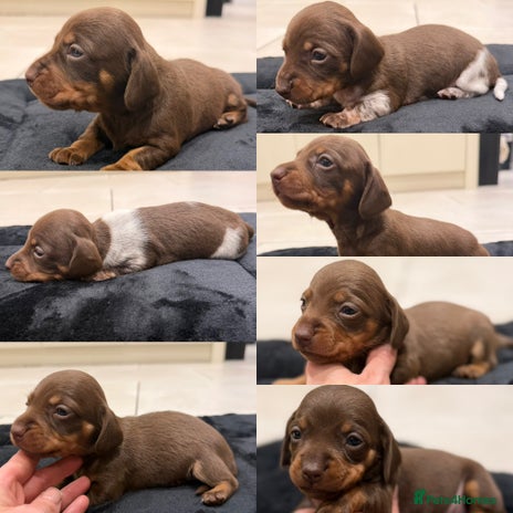Miniature Dachshund dogs Beautiful miniature Dachshund puppies ❤️ - Advert 16