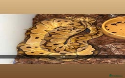 Snake reptiles for sale: Royal Python / Boa  - Image 18
