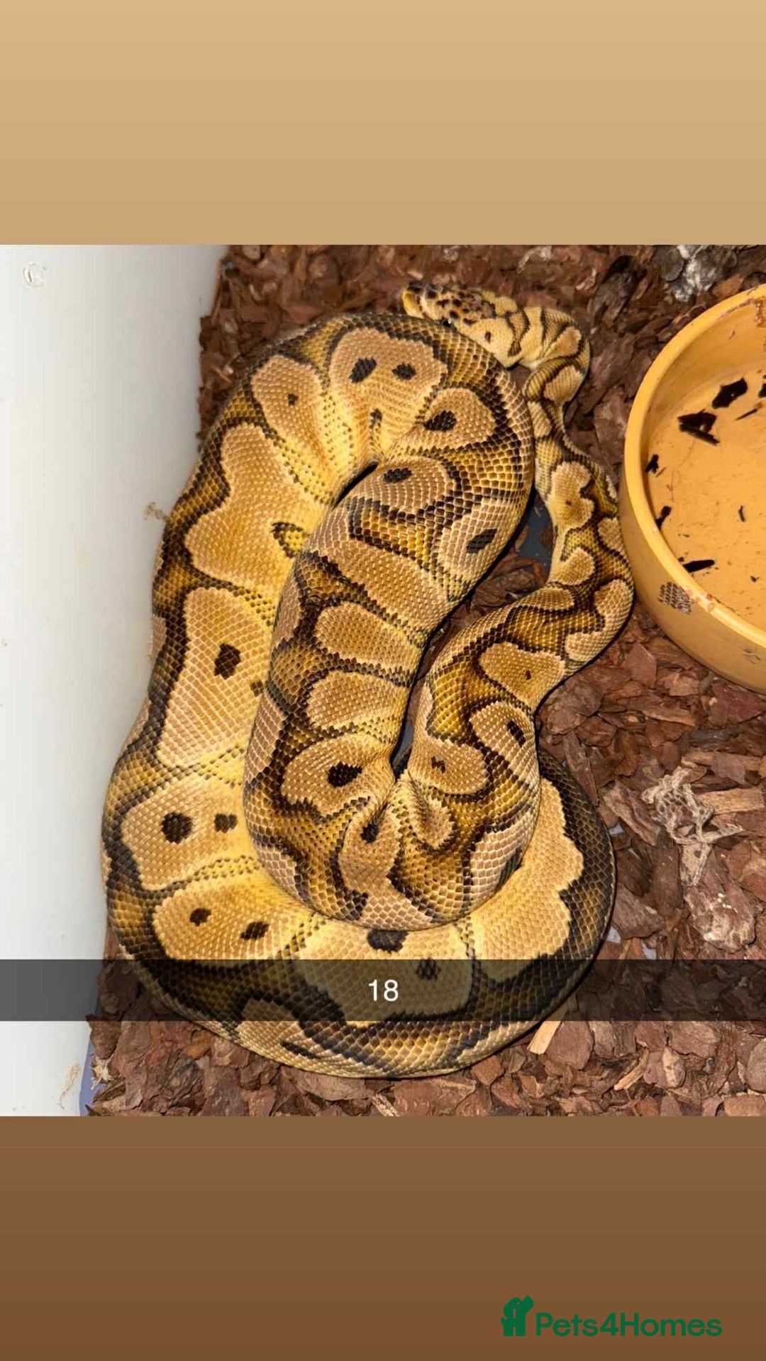 Snake reptiles for sale: Royal Python / Boa  - Image 18