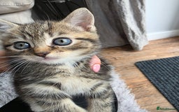 Scottish Fold cats for sale: Gorgeous and playing Scottish Fold cross kittens  - Image 3