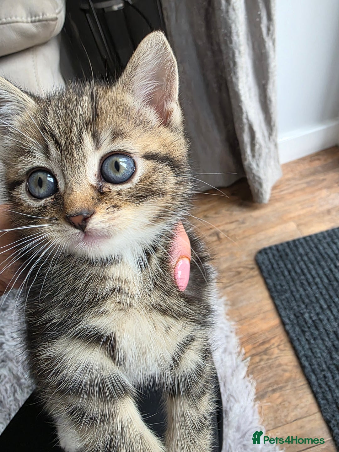 Scottish Fold cats for sale: Gorgeous and playing Scottish Fold cross kittens  - Image 3
