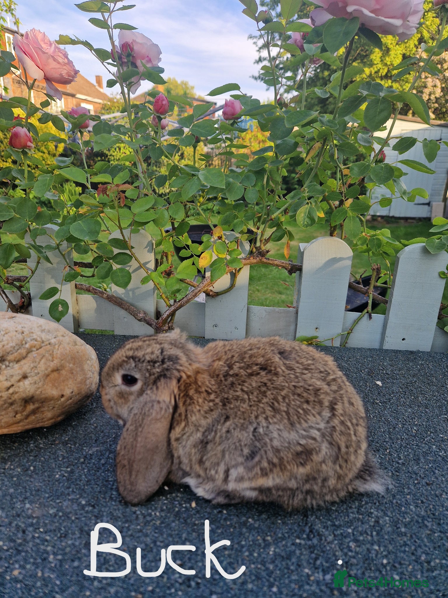 Mini Lop rabbits for sale: Multicoloured baby mini lops for sale  - Advert 1