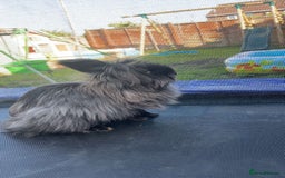Mixed Breed rabbits for sale: Black extra fluffy bunny - Image 2