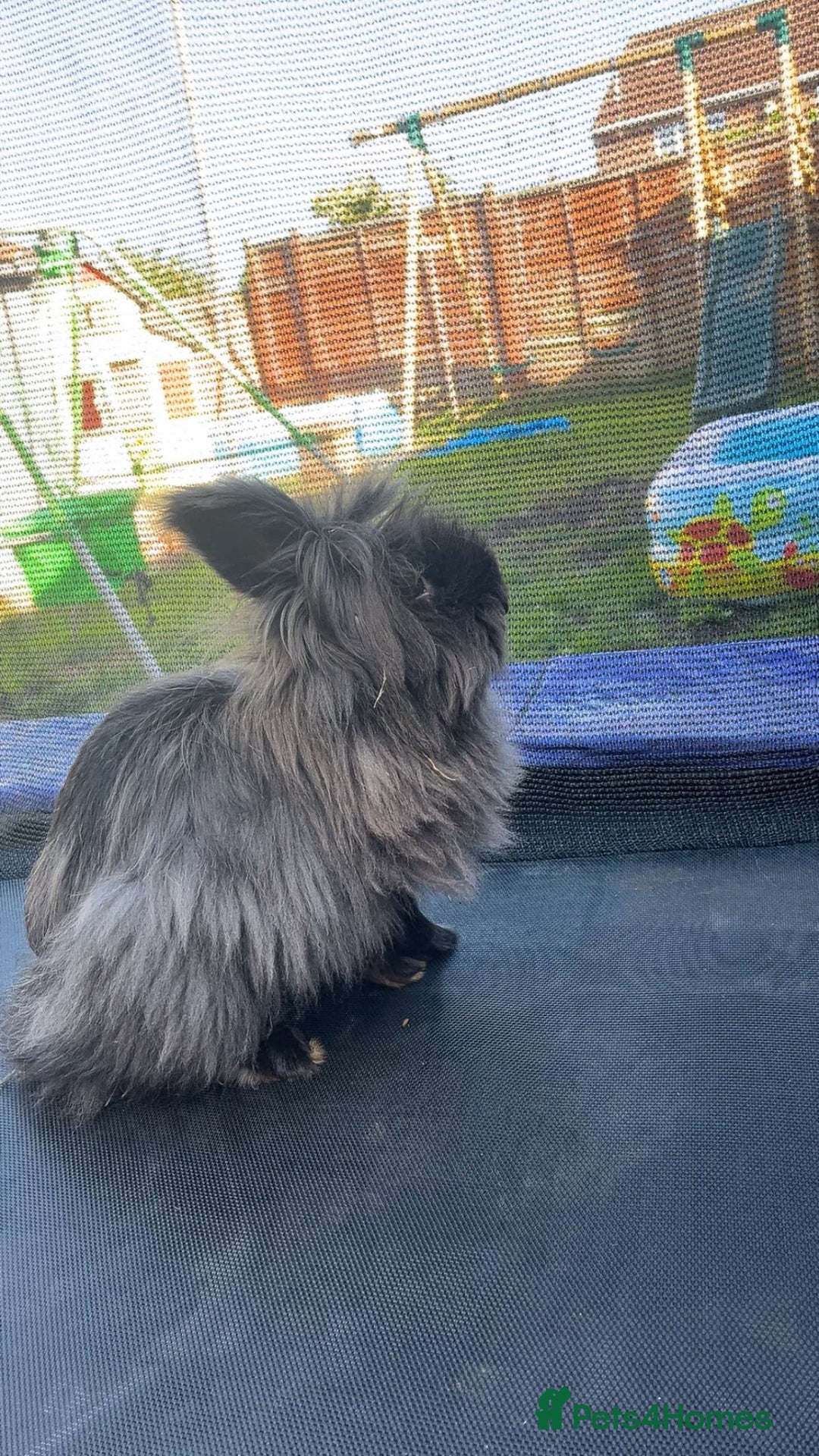 Mixed Breed rabbits for sale: Black extra fluffy bunny - Image 2