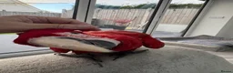 Parrots birds for sale: Greenwing Macaw - Advert 19