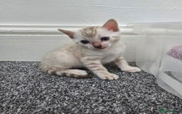 Bengal cats for sale: SNOW BENGAL BLUE EYES TICA PET/ACTIVE - Image 25