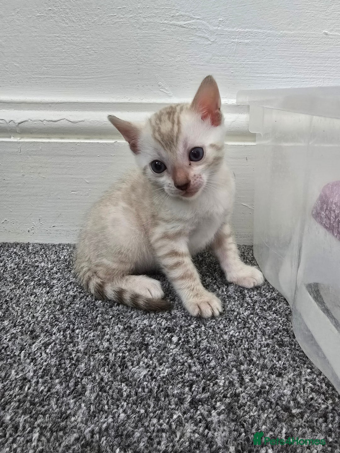 Bengal cats for sale: SNOW BENGAL BLUE EYES TICA PET/ACTIVE - Image 25