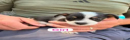 Jack Russell dogs for sale: Jack Russell puppies  - Advert 10