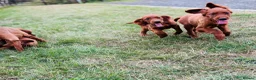 Irish Setter dogs for sale: Red Setter Puppies - Advert 6