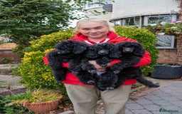 Miniature Poodle dogs for sale: Signature Miniature Poodle Puppies - Advert 4