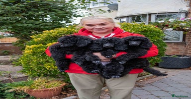 Miniature Poodle dogs - Advert 9