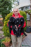 Miniature Poodle dogs - Advert 9