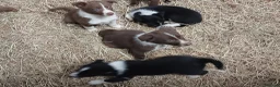 Border Collie dogs for sale: Farm collie puppies  - Advert 3