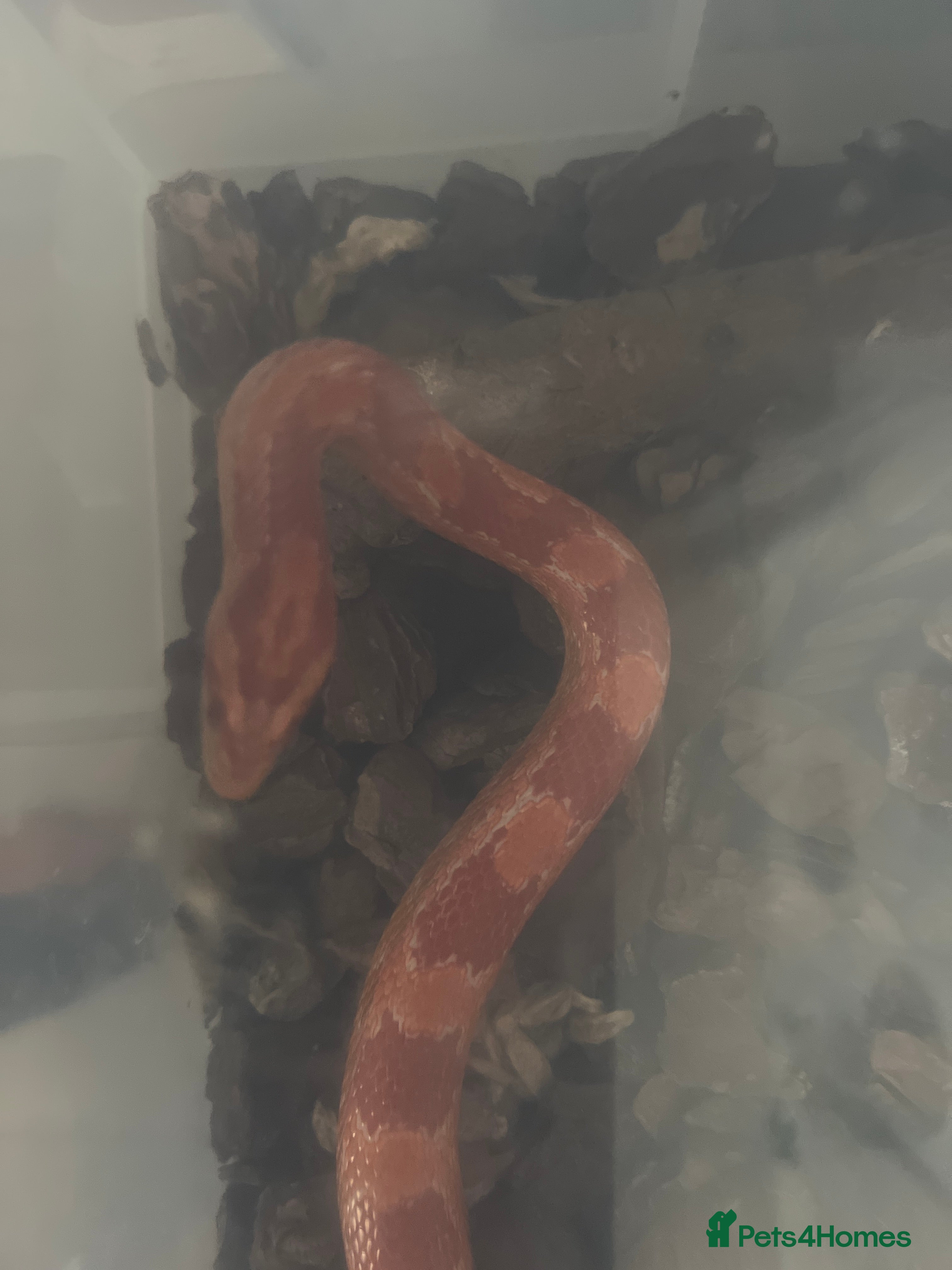 Snake reptiles 2 corn snakes  - Advert 7