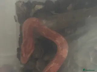 Snake reptiles 2 corn snakes - Advert 8