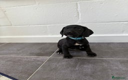 Mixed Breed dogs for sale: 6 beautiful jack russle cross cocker spaniels  - Image 29