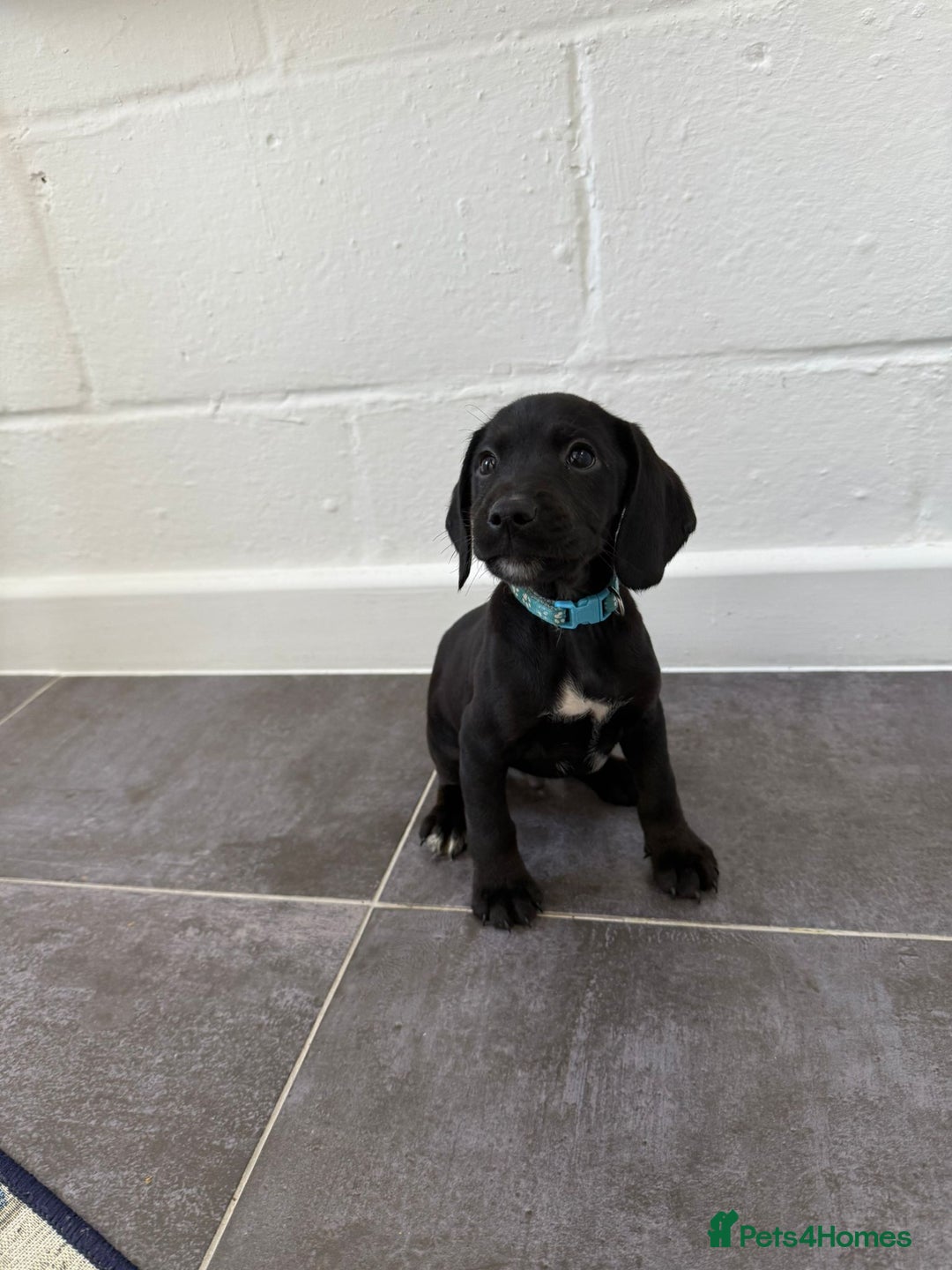 Mixed Breed dogs for sale: 6 beautiful jack russle cross cocker spaniels  - Image 29