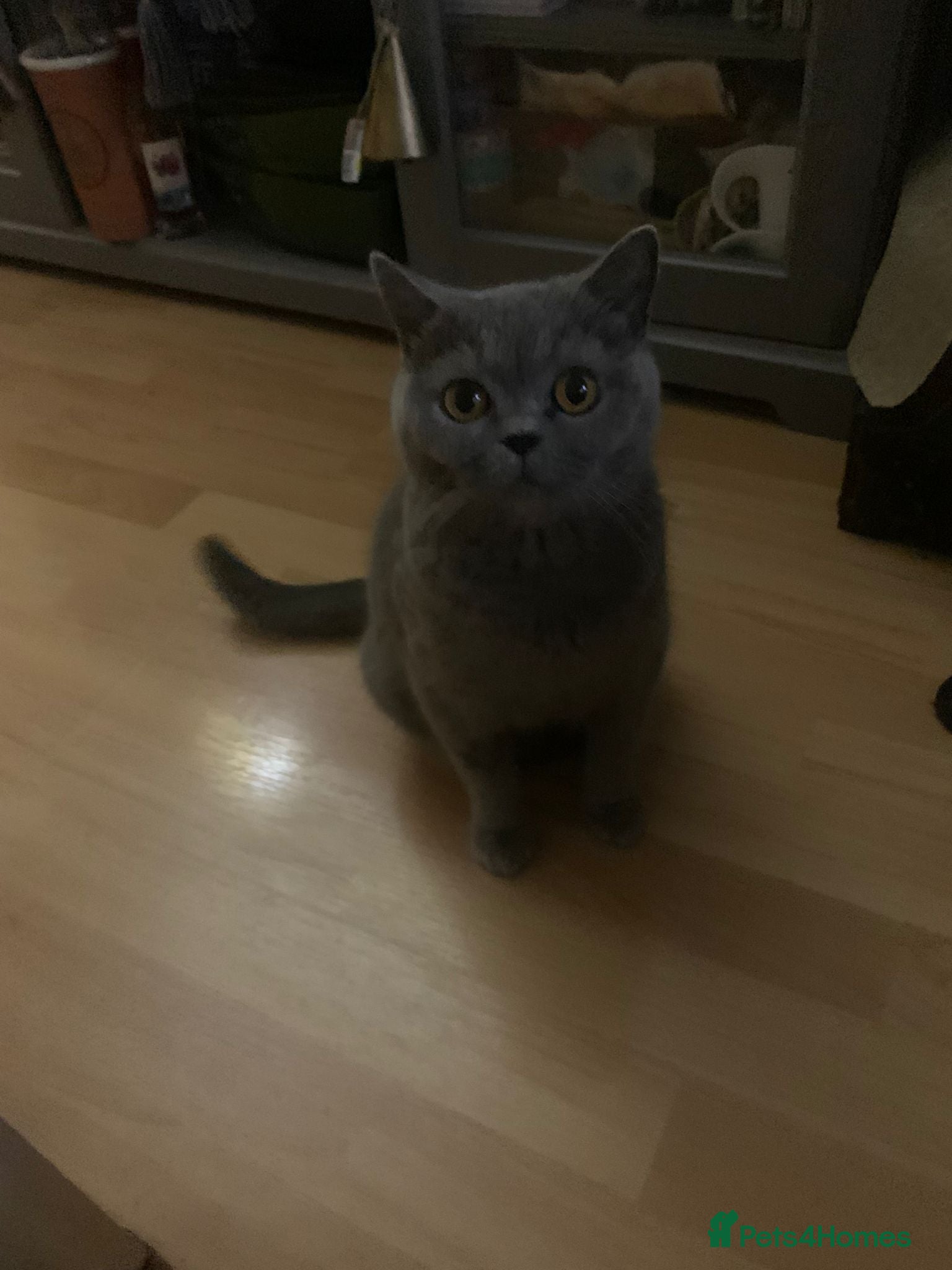 Mixed Breed cats British shorthair with Russian Blue mix - Advert 4