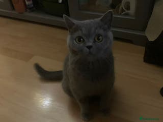Mixed Breed cats British shorthair with Russian Blue mix - Advert 2