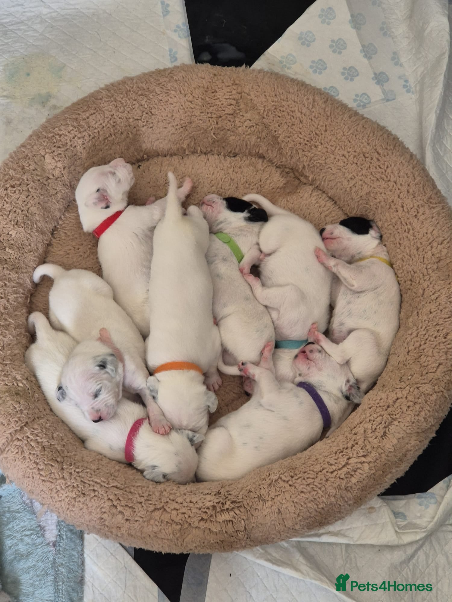 Dalmatian dogs 7 stunning Dalmatian pups - Advert 2