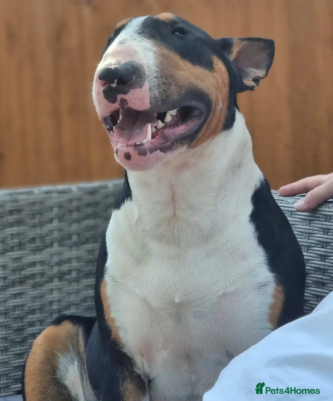 English Bull Terrier dogs for stud: KC registered stud - Advert 2