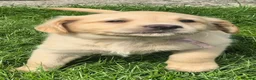 Labrador Retriever dogs for sale: Beautiful and handsome lab puppies - Advert 8