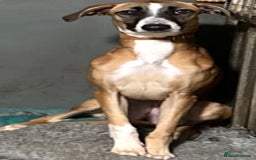 Lurcher dogs for adoption: STORMY, young female lurcher in rescue - Image 2