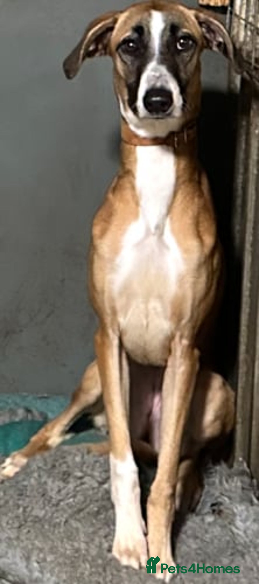 Lurcher dogs for adoption: STORMY, young female lurcher in rescue - Image 2