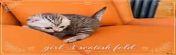 Scottish Fold cats for sale: Scotish Fold Kittens - Advert 20