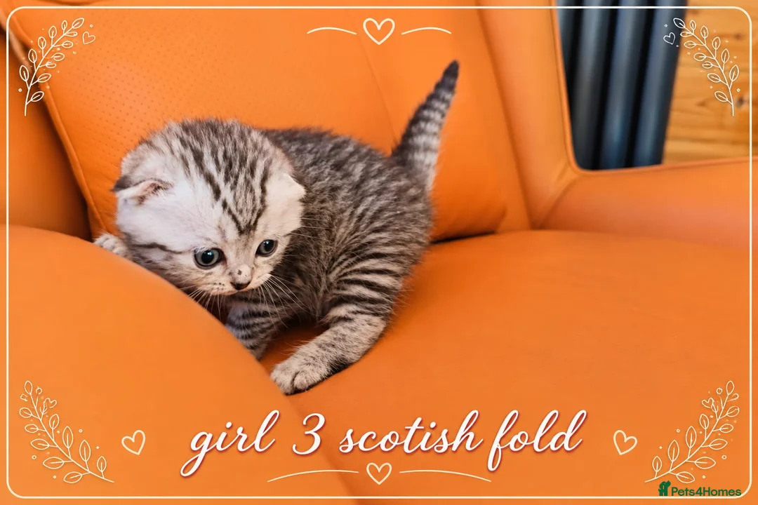Scottish Fold cats for sale: Scotish Fold Kittens - Advert 20
