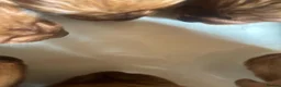 Mixed Breed dogs for sale:  ☘️ Golden Irish puppies available  ☘️ - Advert 9
