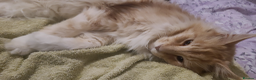 Maine Coon cats for sale: Seeking a loving forever home - Advert 9