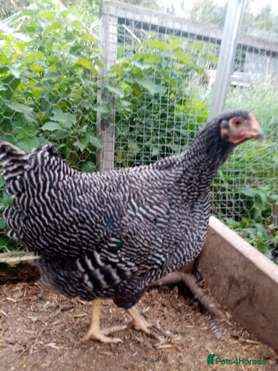 Chickens poultry for sale: Pullets/hens- chickens - Image 4