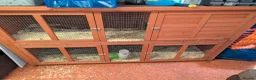 Guinea Pig rodents for sale: Two Male Guinea pigs and cage for sale in Plymouth - Advert 5