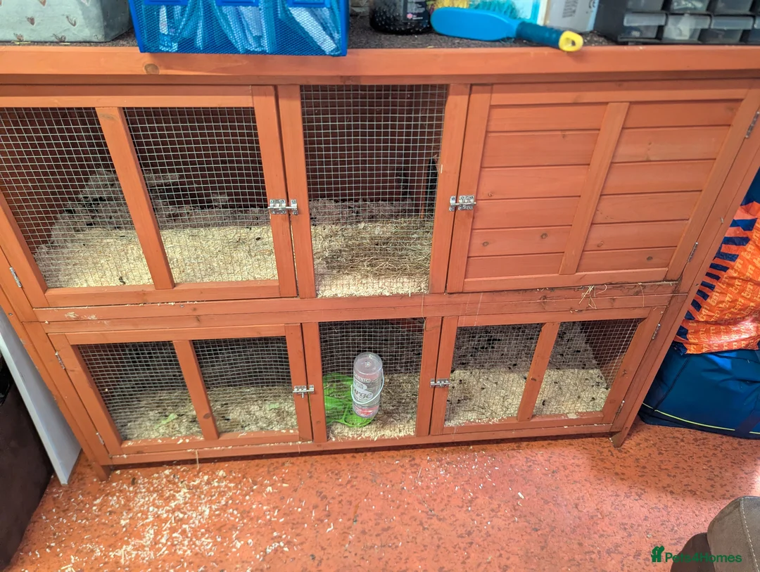 Guinea Pig rodents for sale: Two Male Guinea pigs and cage for sale in Plymouth - Advert 5
