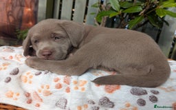 Labrador Retriever dogs for sale: KC Silver Labradors  - Image 24