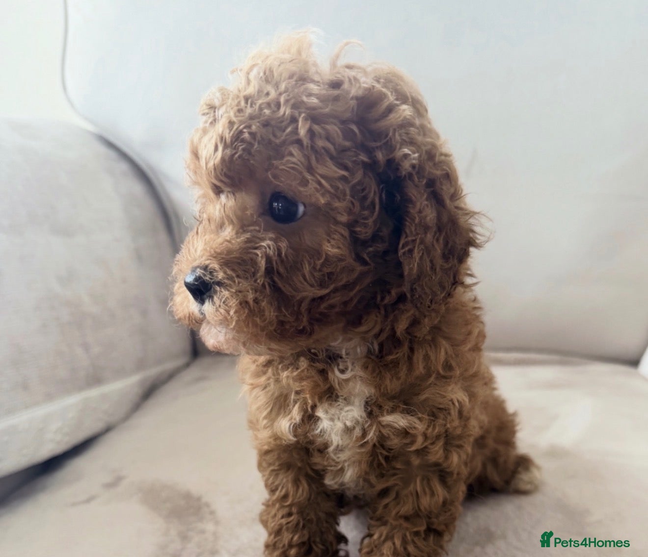 Cavapoo dogs Last 2 Cavapoo babies 5 star licensed breeder  - Advert 1