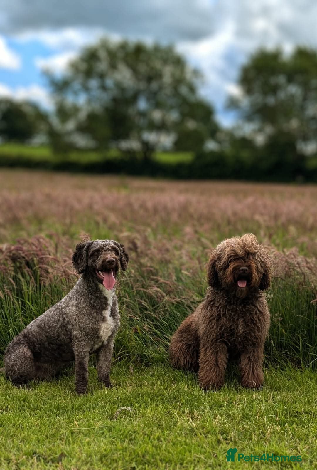 Spanish Water Dog dogs for sale: Spanish Water Dogs - expected in the New Year. - Advert 2