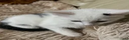 Mixed Breed cats for sale: 6 Lovely Kittens for sale  - Advert 32