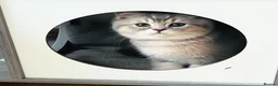 British Shorthair cats for sale: GCCF/TICA British Shorthair Kittens–Champion Lines - Advert 10