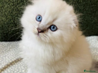 Scottish Fold cats 🌟🌟🌟🌟🌟Pedigree Scottish Fold Kittens - Advert 7