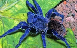 Tarantulas invertebrates for sale: 2 Tarantula Slings (+ 2 adults open to offers) - Image 2
