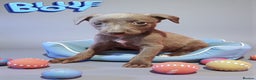Whippet dogs for sale: Beautiful whippet puppies  - Advert 2