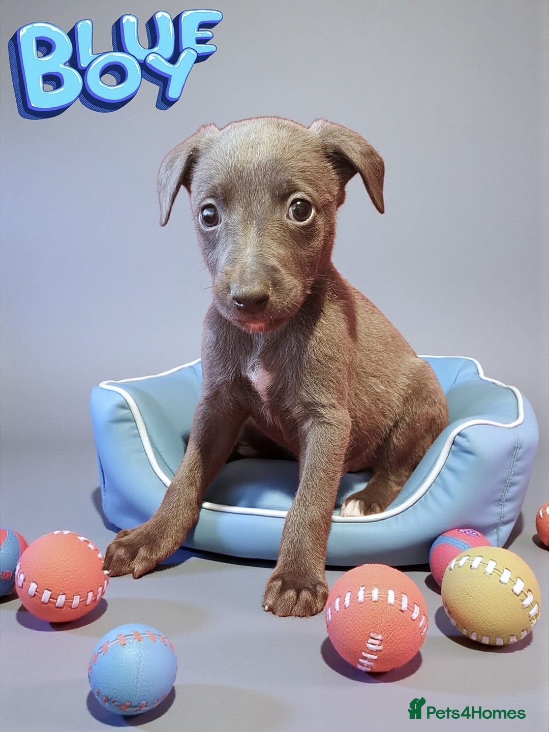 Whippet dogs for sale: Beautiful whippet puppies  - Advert 2