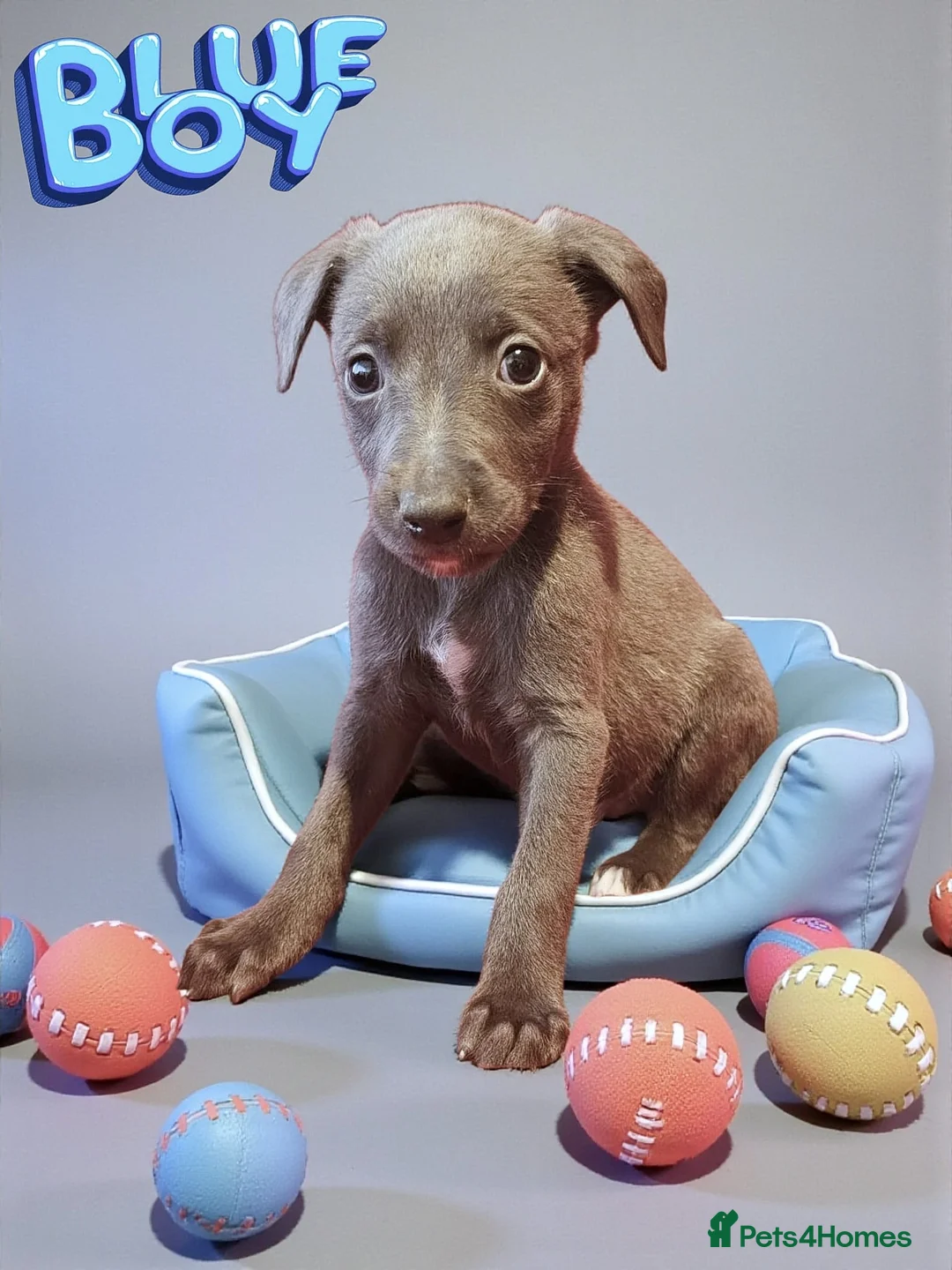 Whippet dogs for sale: Beautiful whippet puppies  - Advert 5