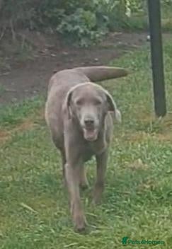 Labrador Retriever dogs Stunning sliver labradors  - Advert 1