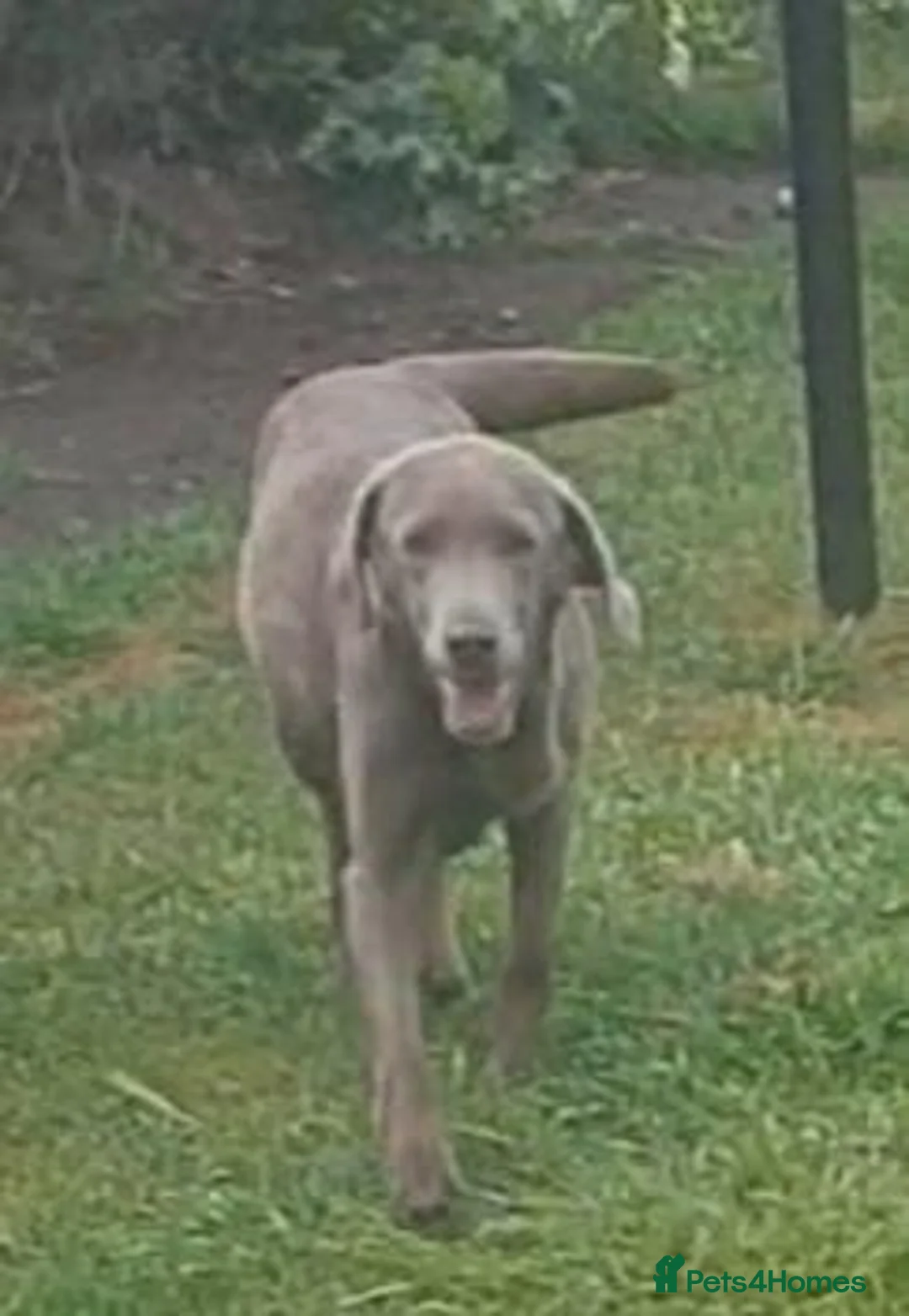 Labrador Retriever dogs for sale: Stunning sliver labradors  - Advert 1