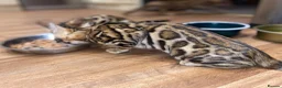 Bengal cats for sale: Top quality bengals kittens available now in Watford - Advert 10