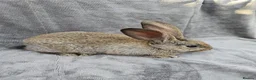 Continental Giant rabbits for sale: Baby giants  - Advert 16